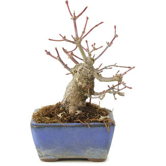 Acer palmatum, 13 cm, ± 8 Jahre alt