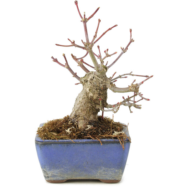 Acer palmatum, 13 cm, ± 8 jaar oud