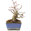 Acer palmatum, 13 cm, ± 8 years old