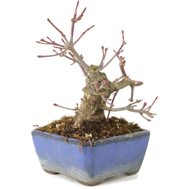 Acer palmatum, 13 cm, ± 8 años