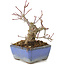 Acer palmatum, 13 cm, ± 8 years old