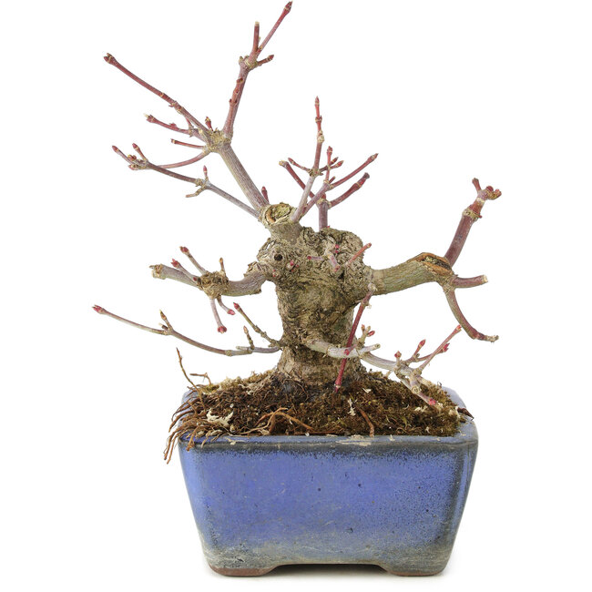 Acer palmatum, 13 cm, ± 8 ans