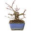Acer palmatum, 13 cm, ± 8 anni