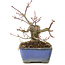 Acer palmatum, 13 cm, ± 8 años