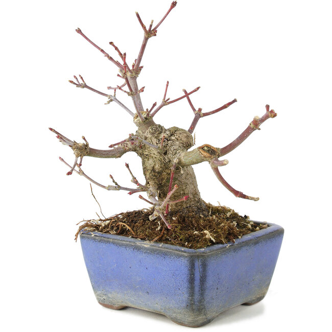 Acer palmatum, 13 cm, ± 8 years old