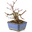 Acer palmatum, 13 cm, ± 8 años