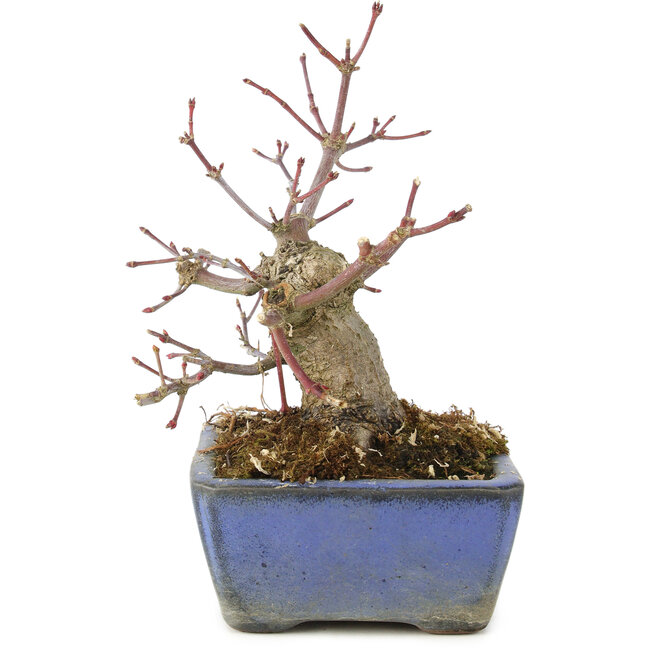 Acer palmatum, 13 cm, ± 8 años