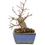 Acer palmatum, 13 cm, ± 8 years old