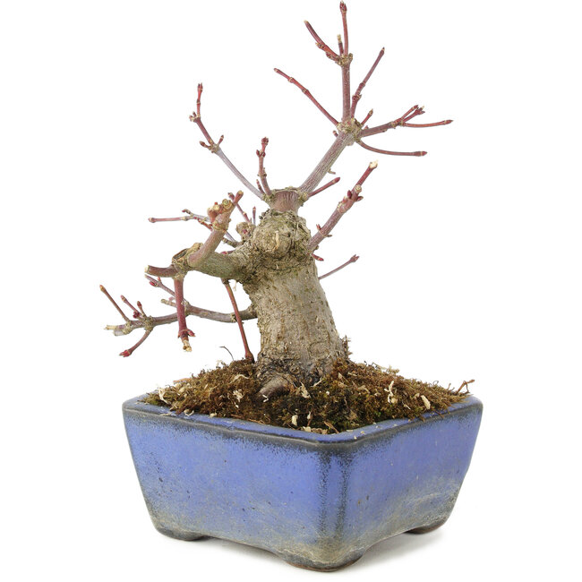 Acer palmatum, 13 cm, ± 8 años