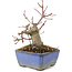 Acer palmatum, 13 cm, ± 8 ans