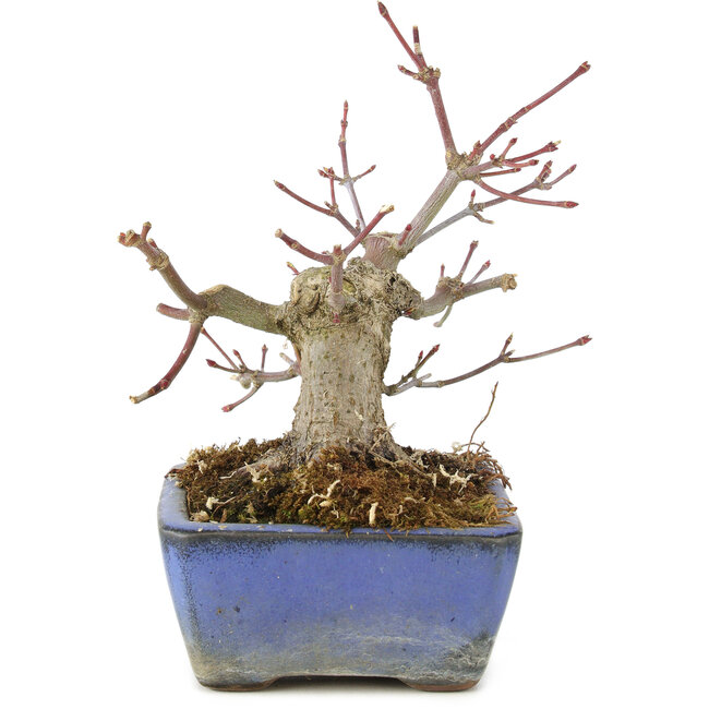 Acer palmatum, 13 cm, ± 8 years old