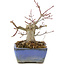 Acer palmatum, 13 cm, ± 8 años