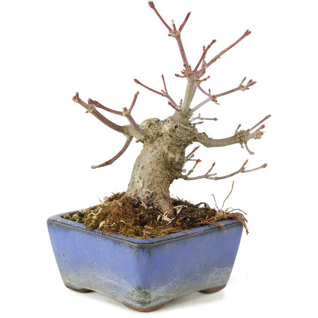 Acer palmatum, 13 cm, ± 8 años