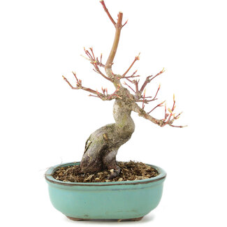 Acer palmatum, 17,5 cm, ± 8 anni