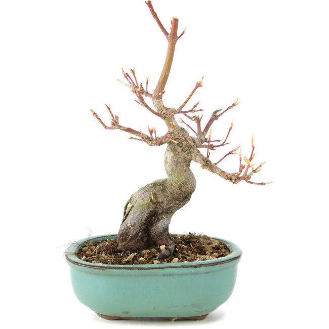 Acer palmatum, 17,5 cm, ± 8 Jahre alt