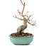 Acer palmatum, 17,5 cm, ± 8 Jahre alt