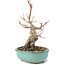 Acer palmatum, 17,5 cm, ± 8 Jahre alt