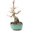 Acer palmatum, 17,5 cm, ± 8 Jahre alt