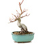 Acer palmatum, 17,5 cm, ± 8 Jahre alt