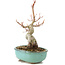 Acer palmatum, 17,5 cm, ± 8 Jahre alt