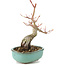 Acer palmatum, 17,5 cm, ± 8 Jahre alt