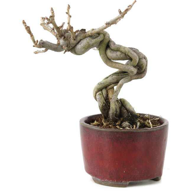 Pourthiaea villosa Decne, 13 cm, ± 5 Jahre alt