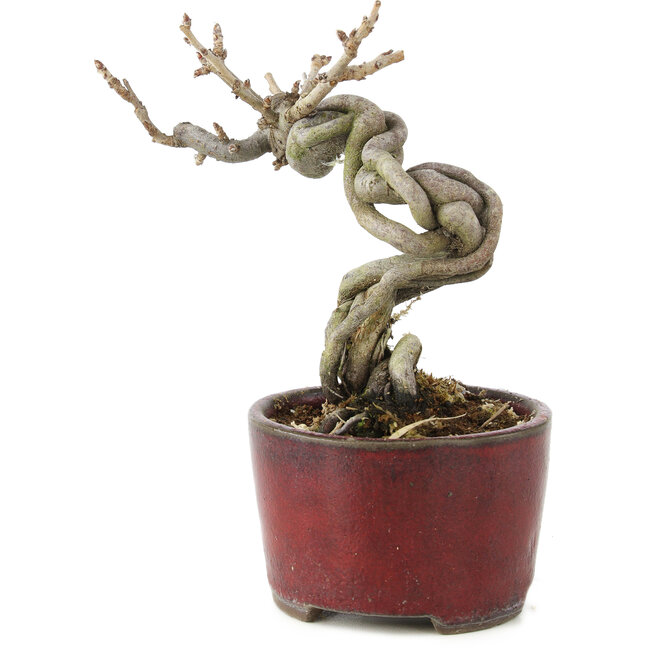 Pourthiaea villosa Decne, 13 cm, ± 5 jaar oud