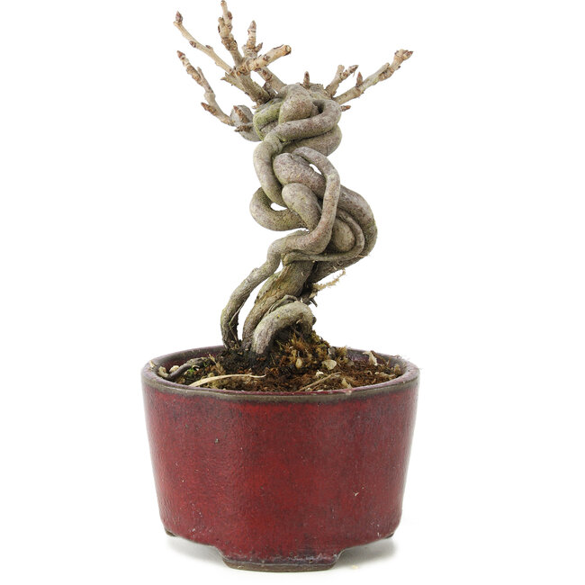 Pourthiaea villosa Decne, 13 cm, ± 5 anni