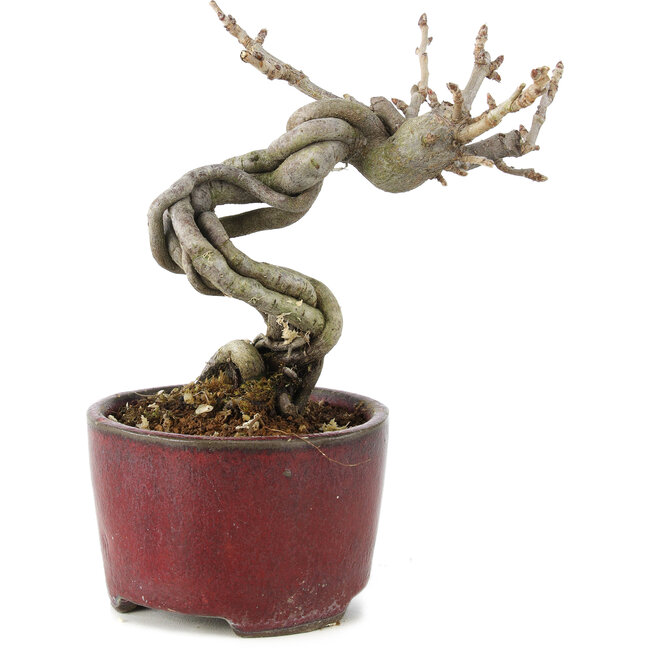 Pourthiaea villosa Decne, 13 cm, ± 5 Jahre alt