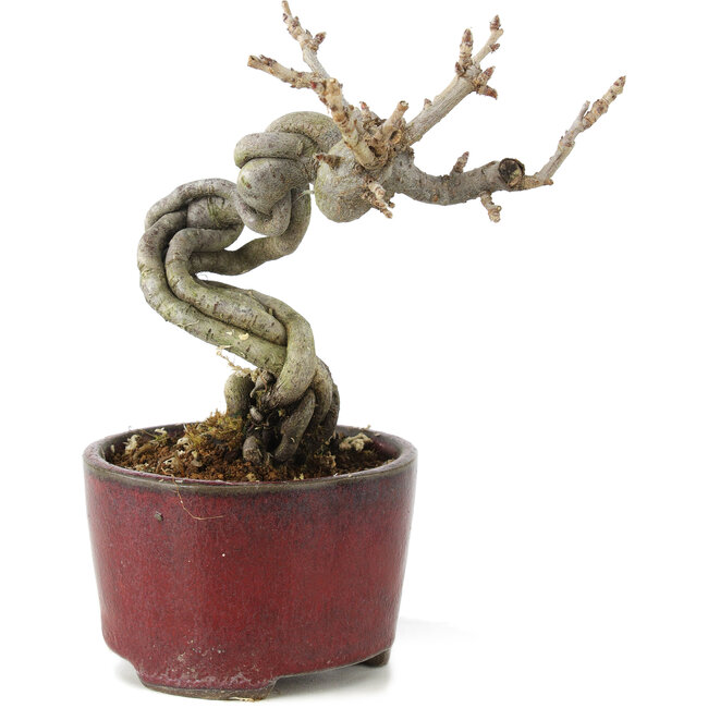 Pourthiaea villosa Decne, 13 cm, ± 5 jaar oud