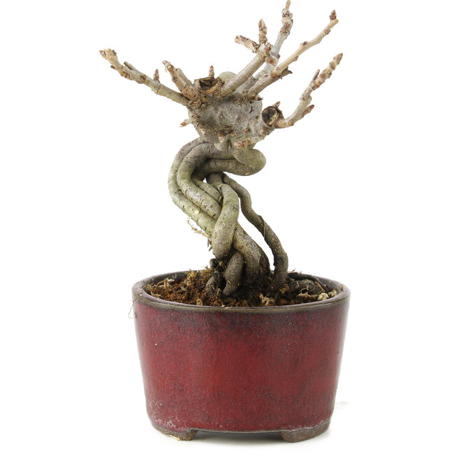 Pourthiaea villosa Decne, 13 cm, ± 5 years old