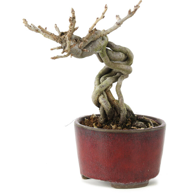 Pourthiaea villosa Decne, 13 cm, ± 5 years old