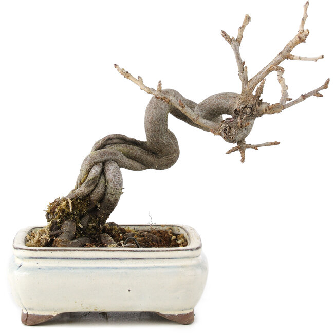 Pourthiaea villosa Decne, 14,5 cm, ± 5 jaar oud