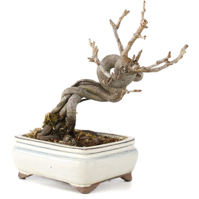 Pourthiaea villosa Decne, 14,5 cm, ± 5 years old