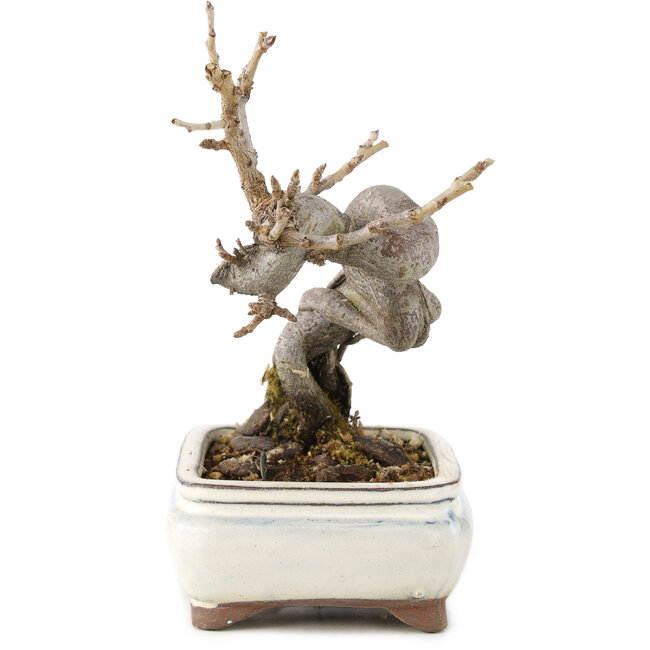 Pourthiaea villosa Decne, 14,5 cm, ± 5 años