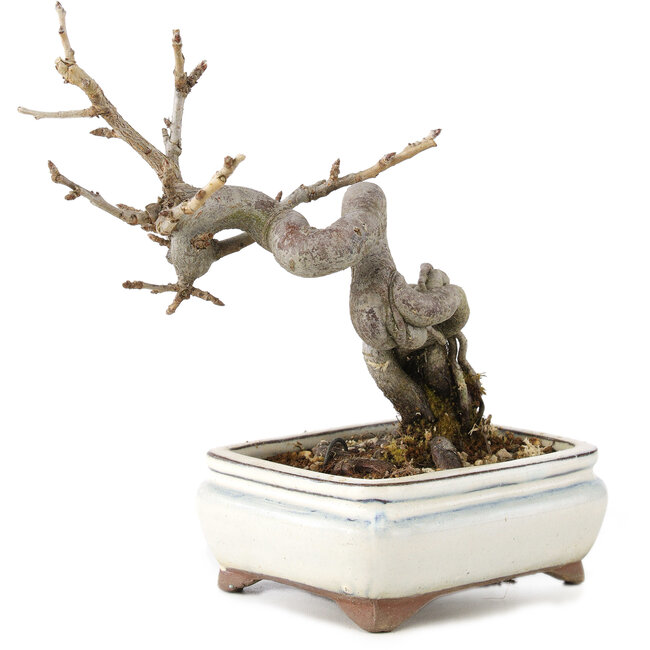 Pourthiaea villosa Decne, 14,5 cm, ± 5 years old