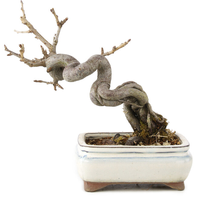 Pourthiaea villosa Decne, 14,5 cm, ± 5 jaar oud