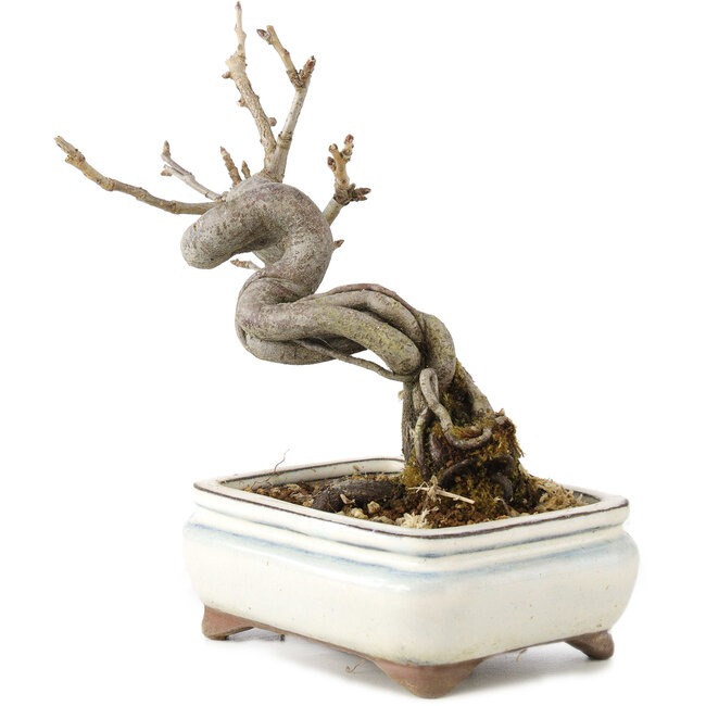 Pourthiaea villosa Decne, 14,5 cm, ± 5 years old