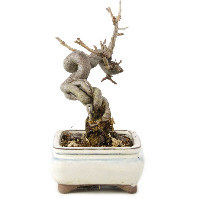 Pourthiaea villosa Decne, 14,5 cm, ± 5 years old