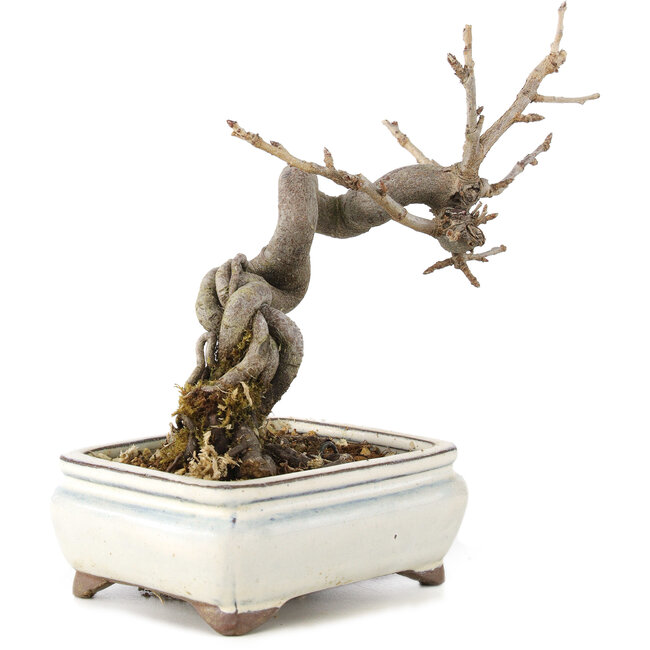 Pourthiaea villosa Decne, 14,5 cm, ± 5 years old