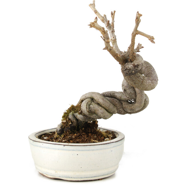 Pourthiaea villosa Decne, 15 cm, ± 5 Jahre alt