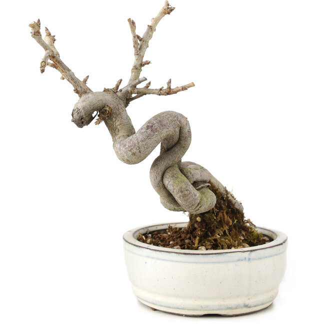 Pourthiaea villosa Decne, 15 cm, ± 5 years old