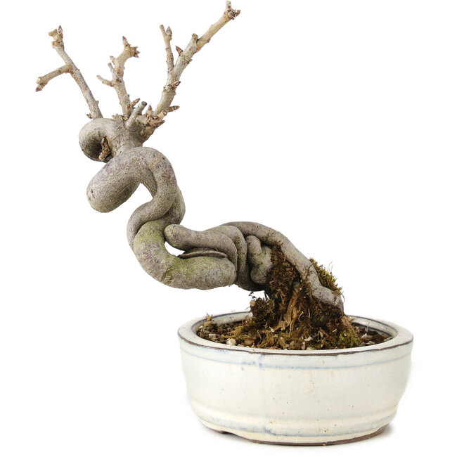 Pourthiaea villosa Decne, 15 cm, ± 5 years old