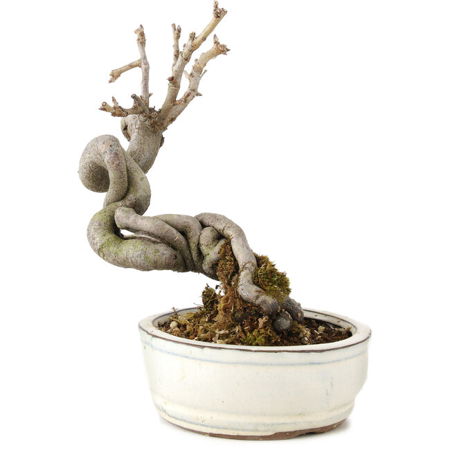 Pourthiaea villosa Decne, 15 cm, ± 5 años