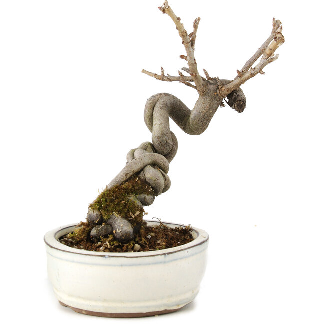 Pourthiaea villosa Decne, 15 cm, ± 5 anni