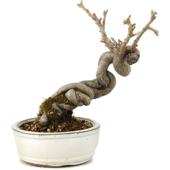 Pourthiaea villosa Decne, 15 cm, ± 5 Jahre alt