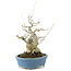 Ilex serrata, 21 cm, ± 20 years old