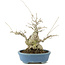 Ilex serrata, 21 cm, ± 20 years old