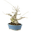 Ilex serrata, 21 cm, ± 20 years old