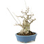 Ilex serrata, 21 cm, ± 20 years old